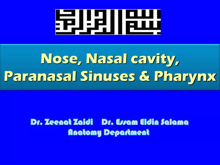 nose nasal cavity paranasal sinuses pharynx
