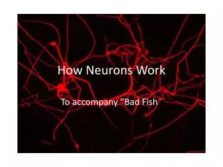 How Neurons Work