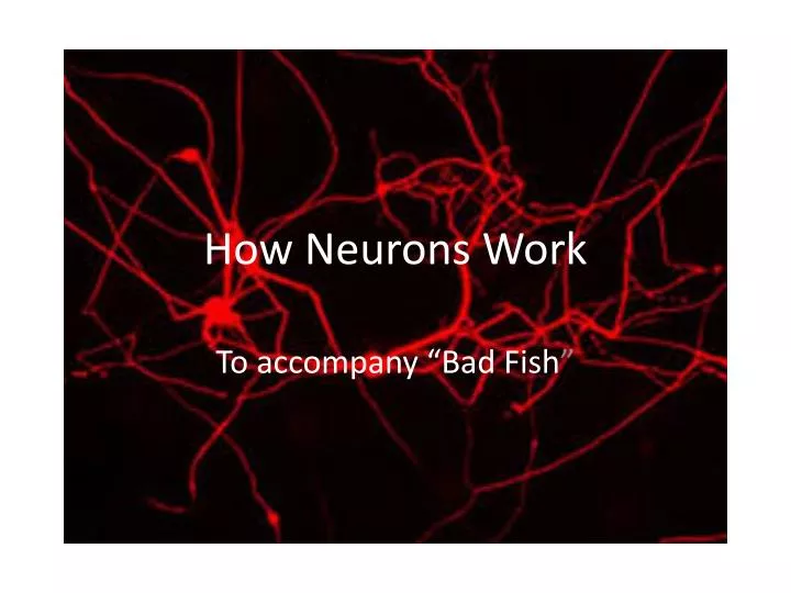 how neurons work
