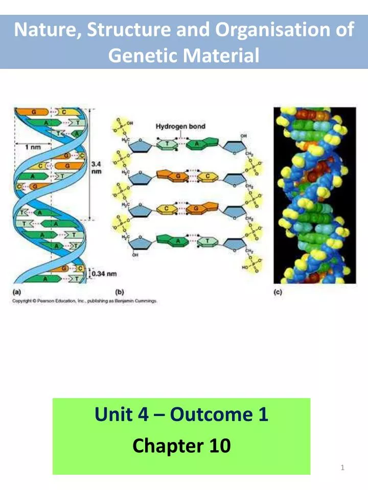 nature structure and organisation of genetic material