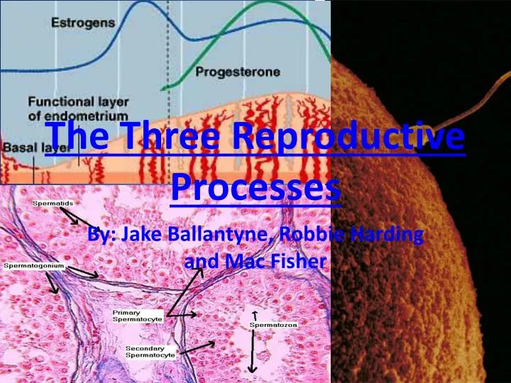 the three reproductive processes