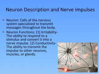 Neuron Description and Nerve Impulses