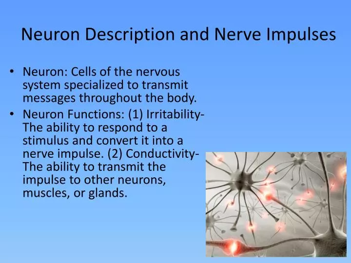 neuron description and nerve impulses