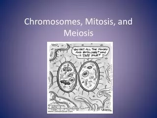 Chromosomes, Mitosis, and Meiosis