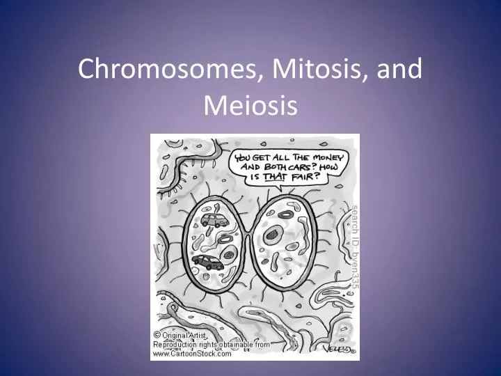 chromosomes mitosis and meiosis