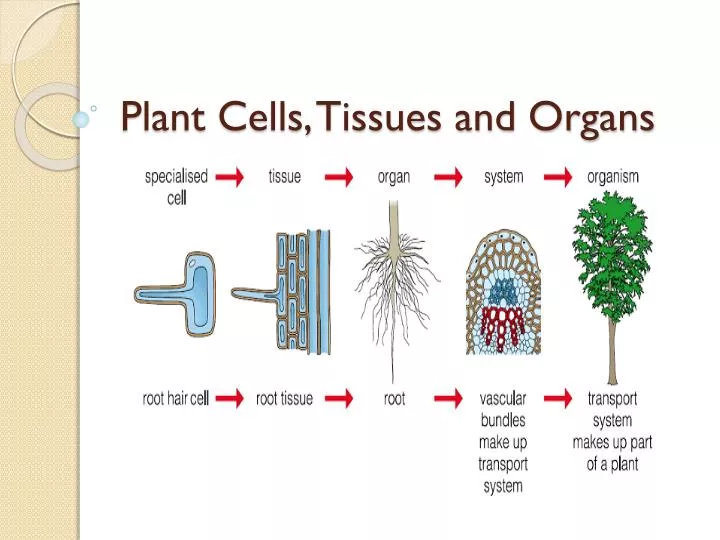 plant cells tissues and organs