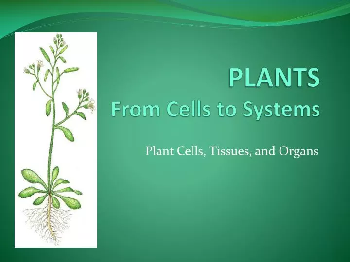 plants from cells to systems