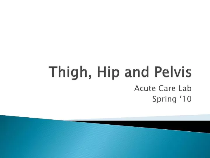 thigh hip and pelvis