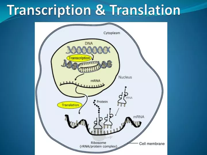 transcription translation