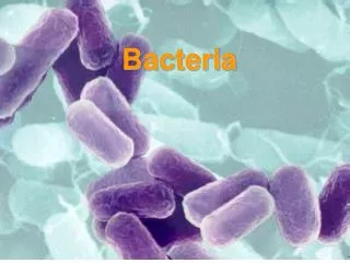 Bacteria