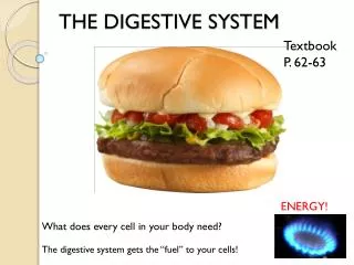 THE DIGESTIVE SYSTEM