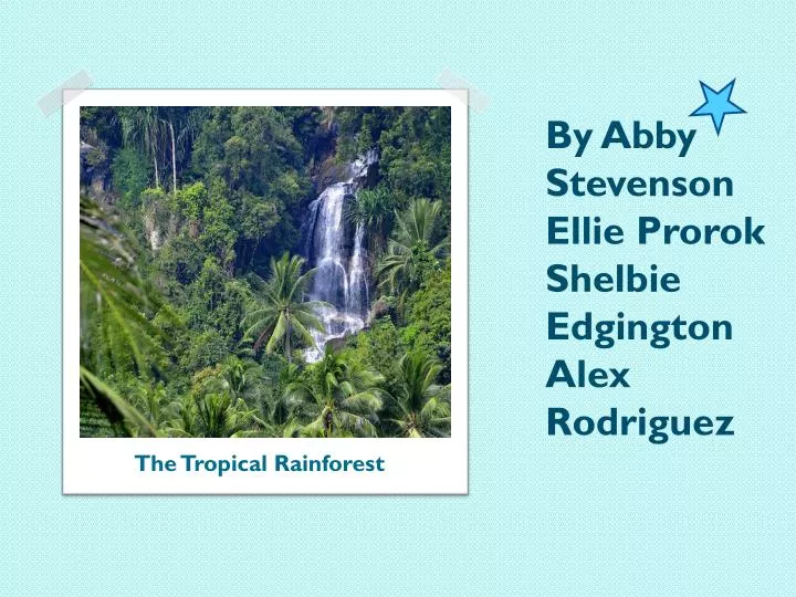 the tropical rainforest