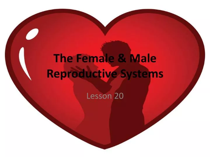 the female male reproductive systems