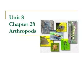 unit 8 chapter 28 arthropods