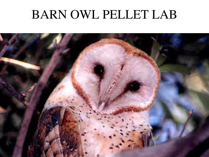 barn owl pellets