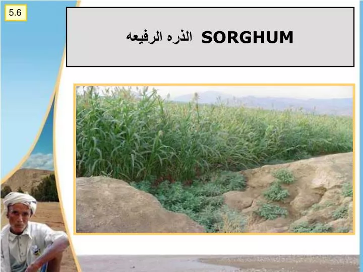 sorghum