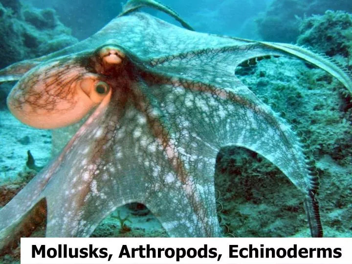 mollusks arthropods echinoderms