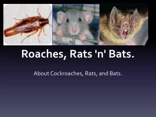 Roaches, Rats 'n' Bats.