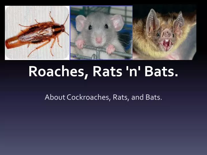 roaches rats n bats
