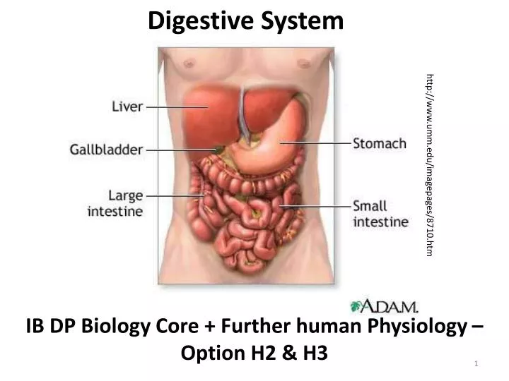 digestive system