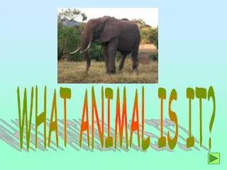 WHAT ANIMAL IS IT?