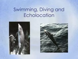 Swimming, Diving and Echolocation