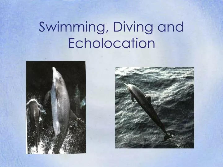 swimming diving and echolocation