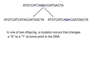 ATGTCATCA G ACGATGACTA