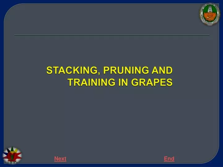 stacking pruning and training in grapes