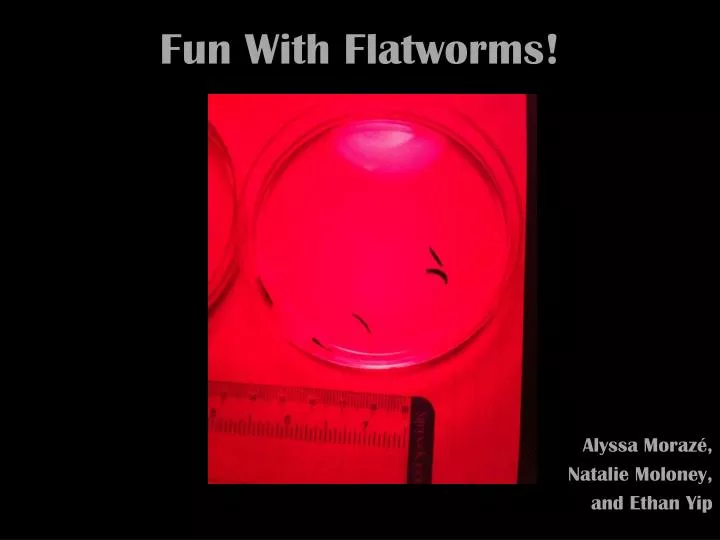 fun with flatworms
