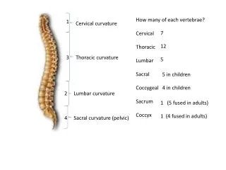Cervical curvature