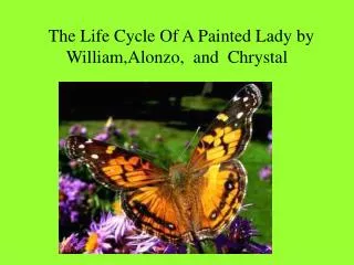 The Life Cycle Of A Painted Lady by William,Alonzo, and Chrystal