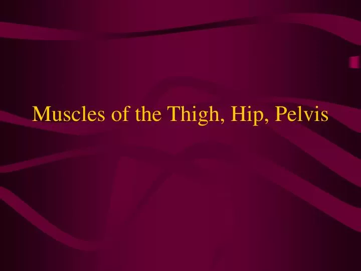 muscles of the thigh hip pelvis