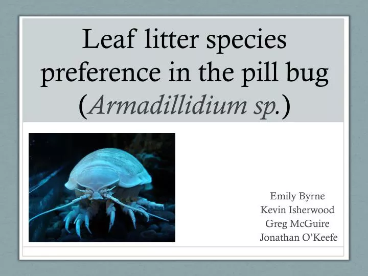 leaf litter species preference in the pill bug armadillidium sp