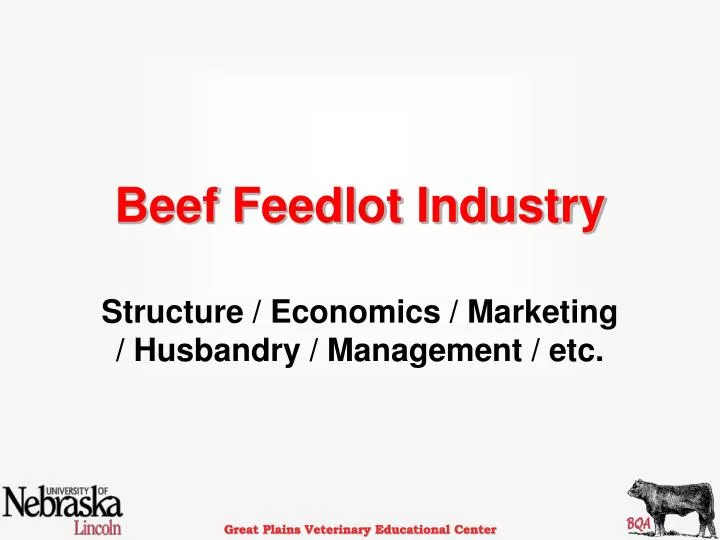 beef feedlot industry