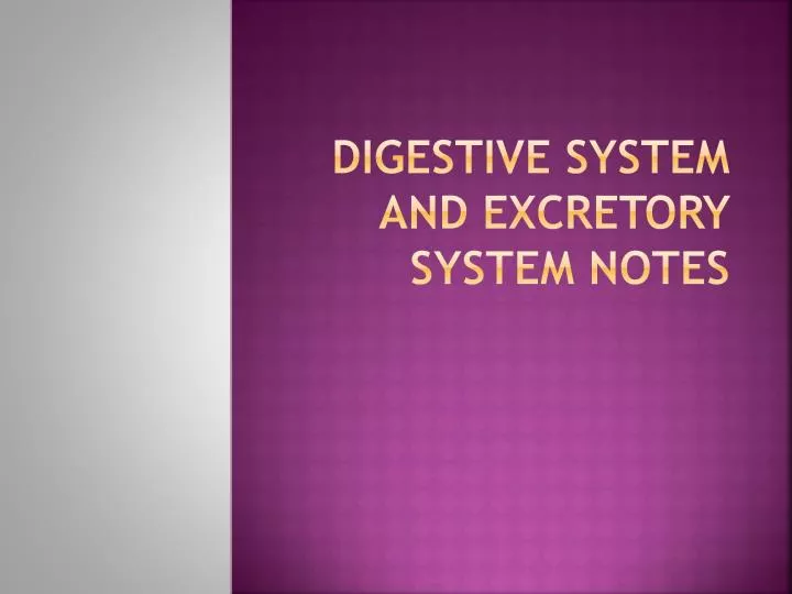 digestive system and excretory system notes