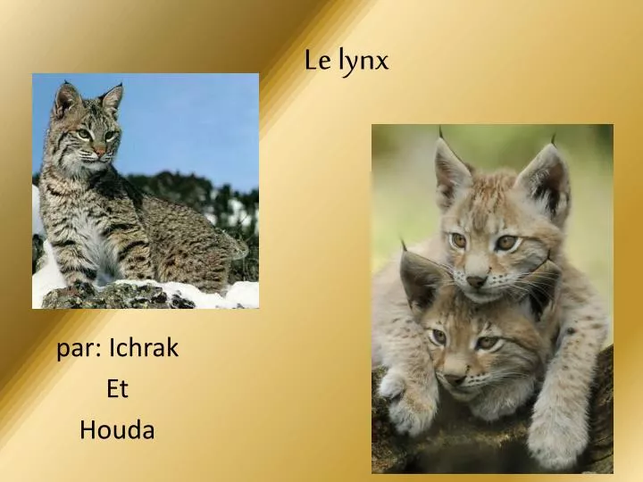 le lynx