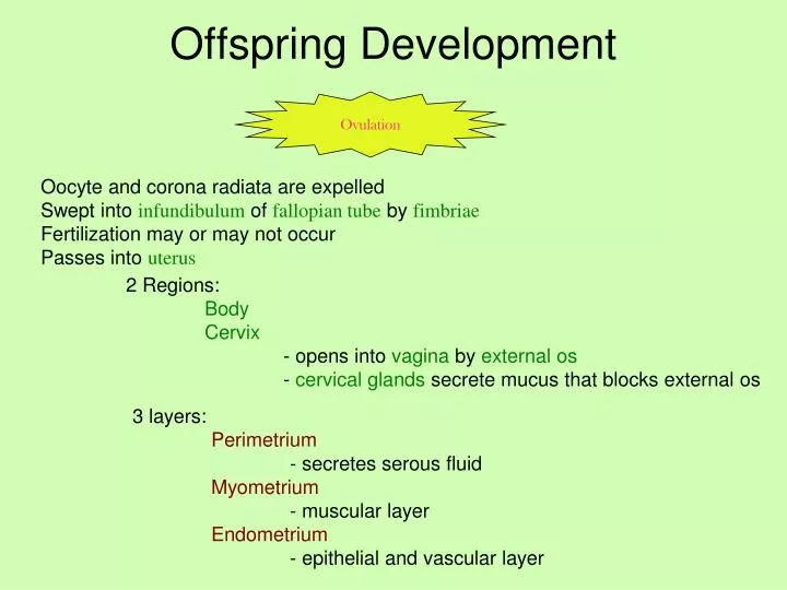 offspring development