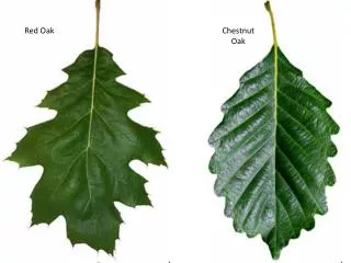 Chestnut Oak