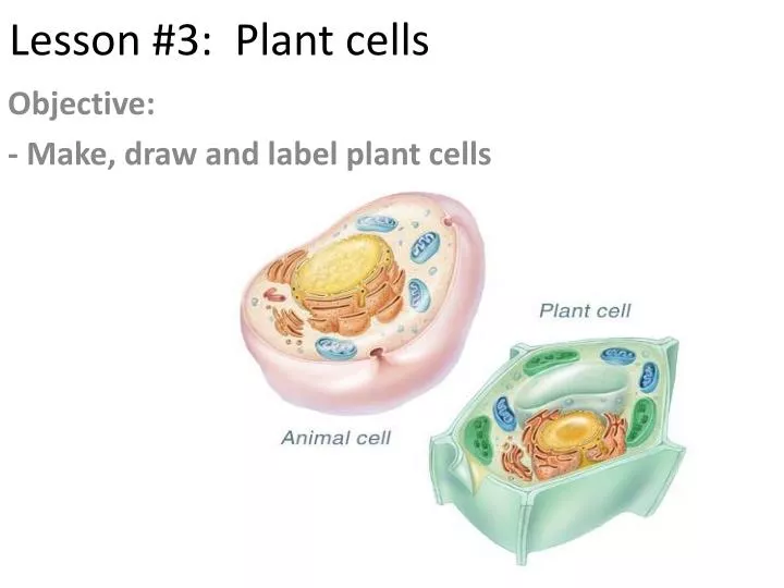 lesson 3 plant cells