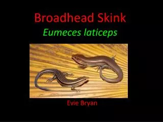 Broadhead Skink Eumeces laticeps