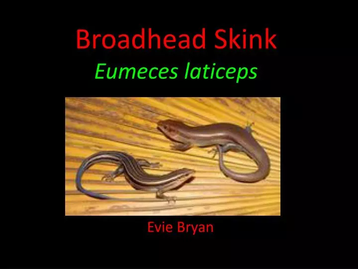 broadhead skink eumeces laticeps