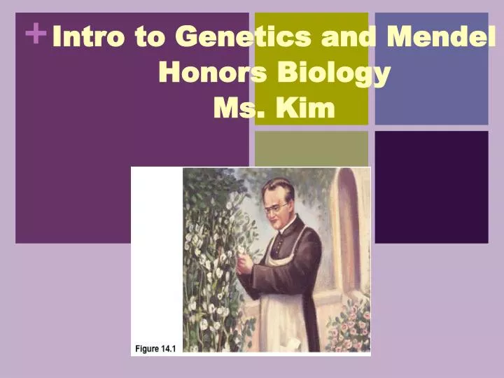 intro to genetics and mendel honors biology ms kim