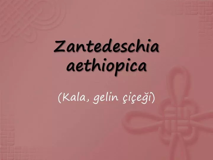 zantedeschia aethiopica