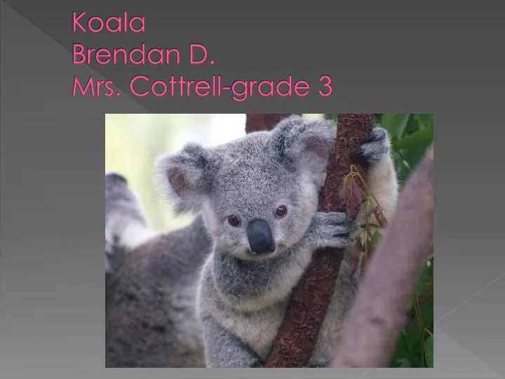 koala brendan d mrs cottrell grade 3