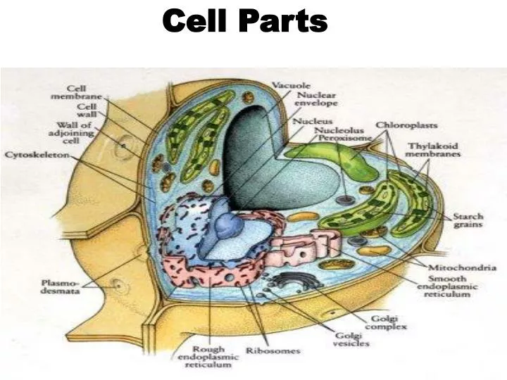 cell parts