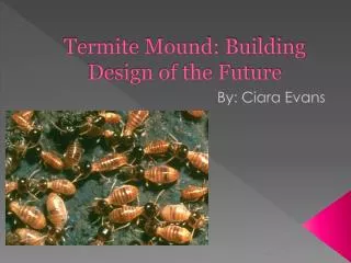 Termite Mound: Building Design of the Future