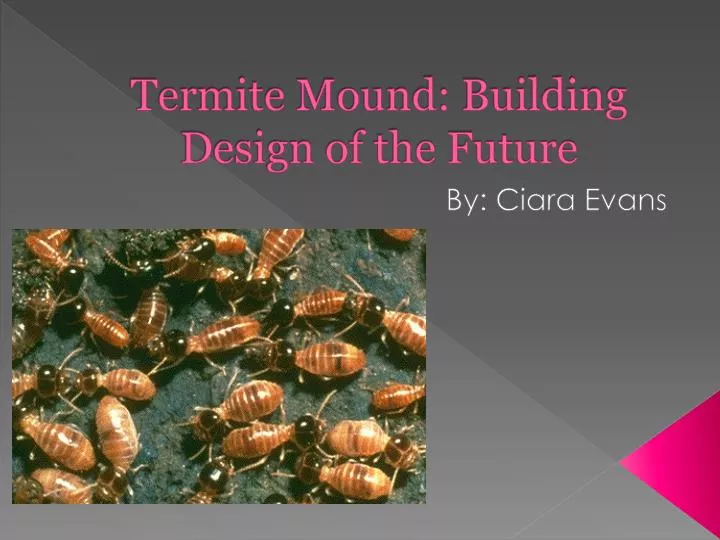 termite mound building design of the future