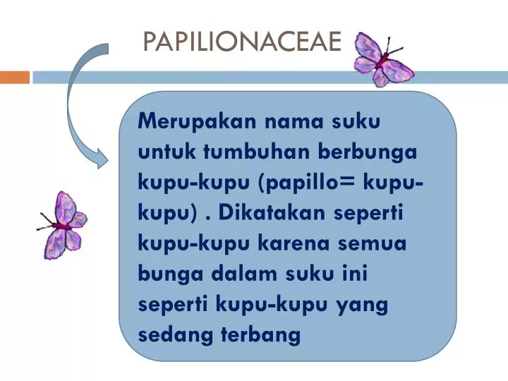 papilionaceae