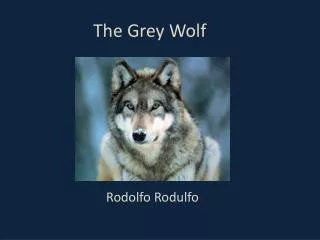 The Grey Wolf